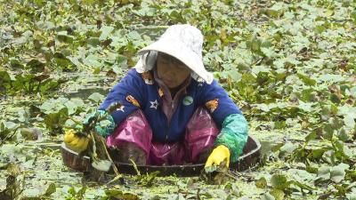 菱角丰收！枝江“水上经济” 点亮乡村增收路
