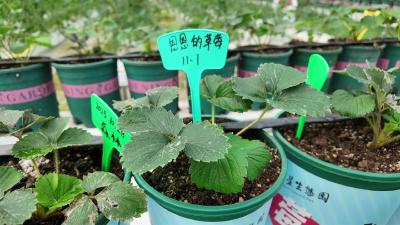 七星生态园推出亲子草莓认养活动 智能栽培助力绿色农业新体验