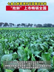 枝江七星台鲜家港村花菜喜迎丰收，“抢鲜”上市畅销全国。
