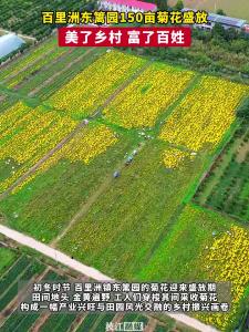 枝江百里洲东篱园150亩菊花盛放，美了乡村，富了百姓。