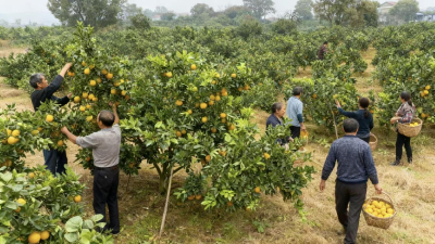 蔡家溪村：金黄满枝香飘远 生态脐橙喜丰收