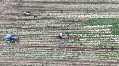 湖北枝江：萝卜丰收铺就富民路