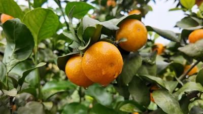 向巷村：砂糖橘喜获丰收 家门口采收售卖忙