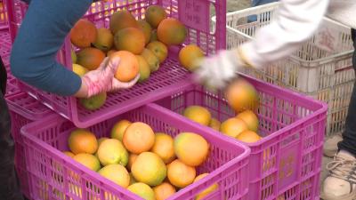 漫地橙黄醉金秋 蔡家溪村脐橙喜丰收