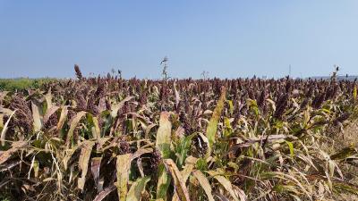 宜昌枝江：百亩高粱迎丰收 机械收割好“丰”景