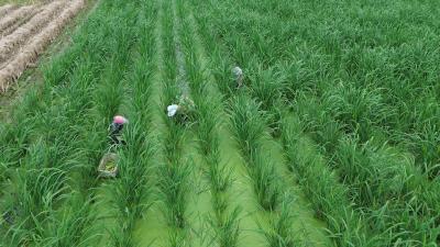 宜昌枝江：茭白丰收采收忙 “水中人参”促增收