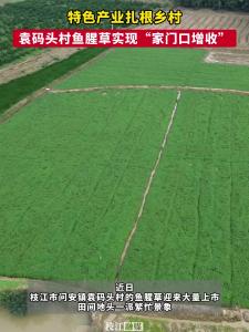 ​特色产业扎根乡村，枝江袁码头村鱼腥草实现“家门口增收”