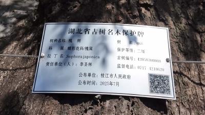 两株“绿色文物”重焕生机 枝江市古树复壮项目接近尾声