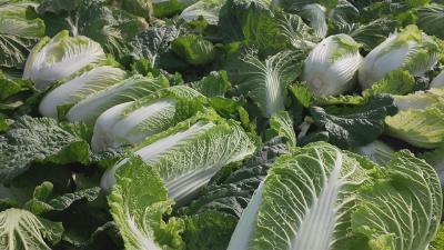 七星台镇：白菜喜获丰收 “蔬”通群众增收路