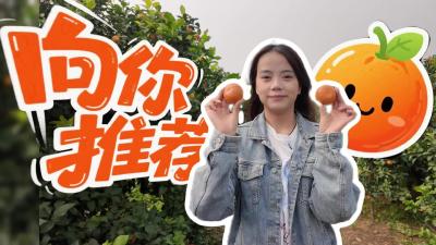 一年好景君须记，正是橙黄橘绿时。枝江仙女镇吉吉村的金秋砂糖橘成熟了，一起去体验橘子大丰收吧~