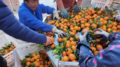 从地头到批发市场 枝江七鲜合作社靠销售创新实现砂糖橘丰产增收