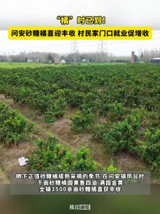 ​“橘”时已到！枝江问安砂糖橘喜迎丰收，村民家门口就业促增收！