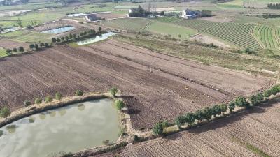 问安镇紫薯喜获丰收 特色种植助力乡村振兴