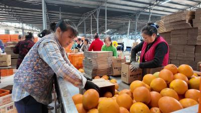 枝江脐橙“橙”交云端 领“鲜”市场