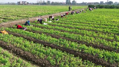 宜昌枝江：千里送“鲜”次日达 豌豆尖“链”上高端餐桌