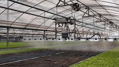 宜昌枝江：百万秧苗长势喜人 新技术助力高效栽种