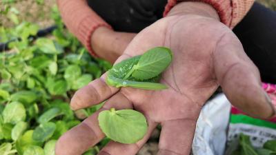 【荆楚网】千里送“鲜”次日达 枝江豌豆尖“链”上上海高端餐桌