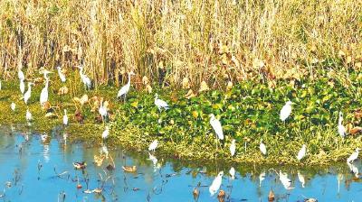 【湖北日报】水质跃升 金湖湿地候鸟云集