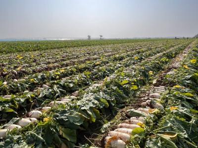 马羊洲村：采收清洗两不误 千亩白萝卜喜获丰收