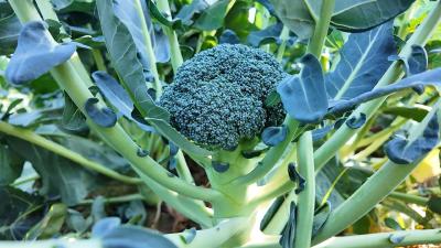 七星台镇西蓝花喜获丰收 质优价俏销全国