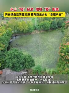 水上“轻”经济，增收“菱”距离！枝江问安镇盘活闲置资源，菱角蹚出乡村“幸福产业”！