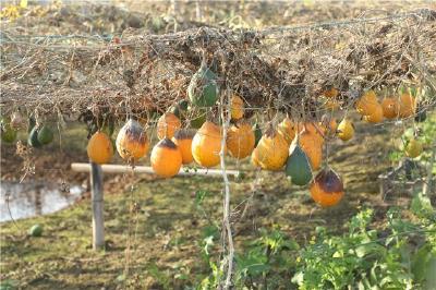 【学习强国】湖北枝江：瓜蒌全链赋能 让“枝头鲜”变“袋中香”“乡村旺”