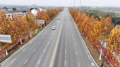 【荆楚网】枝江东干渠大道：冬染梧桐 路畅景美