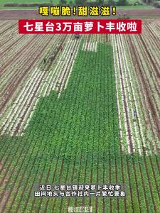 嘎嘣脆!甜滋滋！枝江七星台3万亩萝卜丰收啦！