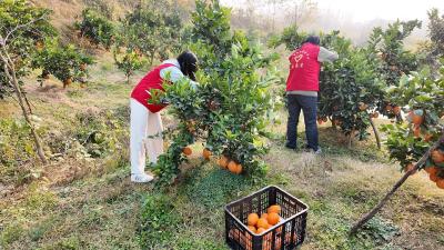 橙香满田头 爱心助农忙