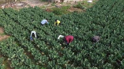 七星台镇西兰苔迎丰收 “长江鲜蔬”直供粤港澳