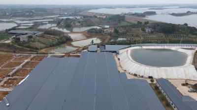 湖北枝江：科技赋能生态养殖 鳗鱼产业实现 “零突破”