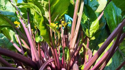 “红”产业带来“好丰景” 红菜薹铺就乡村增收路