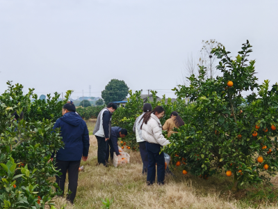 新周场村：消费助农暖民心 “橙”意满满促振兴