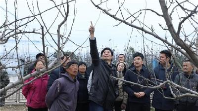 湖北省砂梨冬季修剪技术培训会在枝江举办