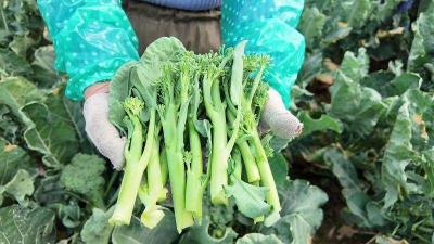 【学习强国】枝江西兰苔直供粤港澳 “订单农业”不愁销路