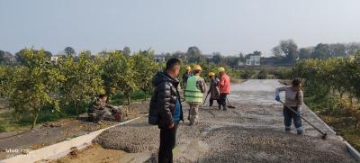 顾家店镇青龙山村：脐橙园里修“振兴路” 打通产业致富快车道