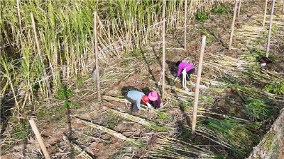 宜昌枝江：“黄金甘蔗”种出甜蜜增收路