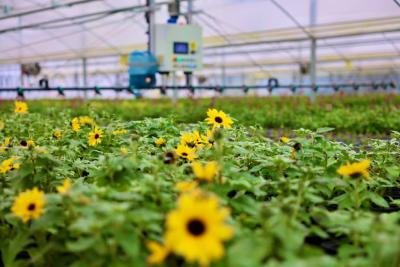 科技赋能育繁花 冬日花棚春意浓