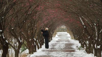 雪映寒梅添雅韵 问安赏景正当时