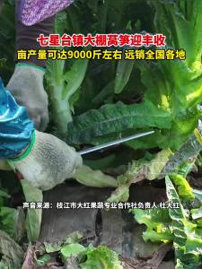 近日， 七星台镇大棚莴笋迎丰收，产销两旺势头足