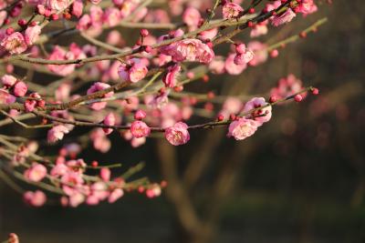 枝江：梅香渐浓迎客来 人少景美正当时