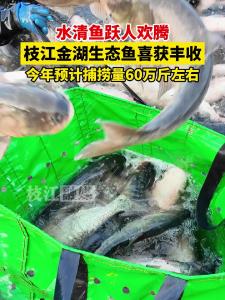近日，枝江金湖生态鱼喜获丰收