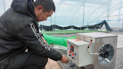 大棚“加衣”+抢收储存 宜昌枝江多措并举守护冬日“菜篮子”