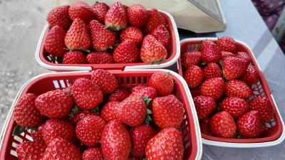 董市镇：千亩草莓抢“鲜”上市 甜蜜产业赋能乡村振兴