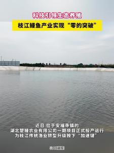 科技引领生态养殖！枝江鳗鱼产业实现“零的突破”！