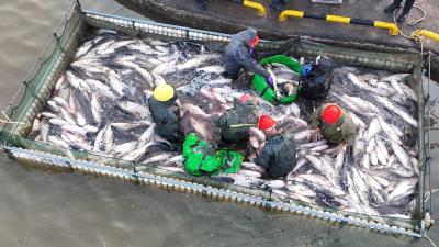 【荆楚网】水清鱼跃人欢腾 枝江金湖生态鱼喜获丰收