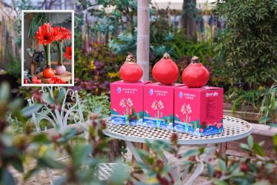 枝江：蜡封朱顶红上市 开启零养护赏花新模式