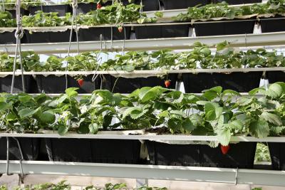 七星台镇：“空中草莓”甜蜜上市