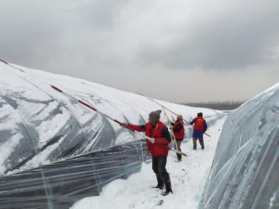 巧用旧衣做“护膜神器” 顾家店镇人和垸村顶风冒雪护棚清路保民生
