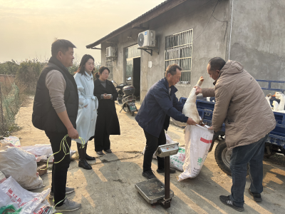 安福寺镇：村 “两委” 牵线搭桥 生态大鹅 “飞” 出农户家